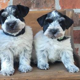 Miniature Schnauzers from B & B Miniature Schnauzers