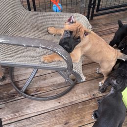 Cane Corso Puppies from Whiskey Stones Cane Corso