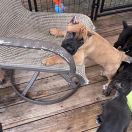Cane Corso Puppies from Whiskey Stones Cane Corso
