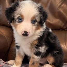 Sirius - Blue merle male Miniature Australian Shepherd puppy in Luling, Texas from Little Wood Toy and Mini Aussies