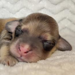 Dorothy - Cream female Dachshund puppy in Woodburn, Oregon from Primo Dachshunds