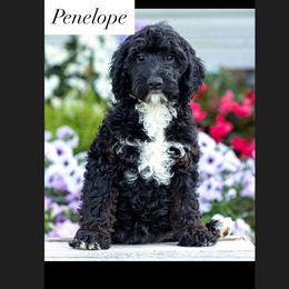 Penelope - Black female Goldendoodle puppy in North Franklin, Connecticut from Lynn's Goldens