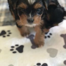 Yorkshire Terrier Puppies from Jackie Jenny’s Precious Yorkies