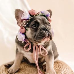 French Bulldogs from Mainline Frenchies