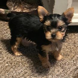 Oscar - Blue and gold male Yorkshire Terrier puppy in Hot Springs, Arkansas from Weslynn Kennels