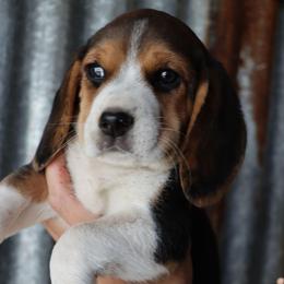 Charlie - Black white and tan female Beagle puppy in Susanville, California from Homegrown Beagles