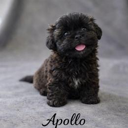 Apollo - Chocolate and tan male Shih Tzu puppy in Ronda, North Carolina from Willow River