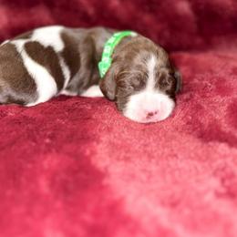 Green - Liver roan male Brittany puppy in Adairsville, Georgia from Rocking L Farms