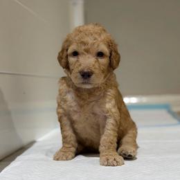 Blue - Apricot male Goldendoodle puppy in Spring, Texas from The Doodle Den