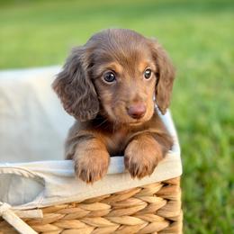 Atlas - Chocolate and tan male Dachshund puppy in Huffman, Texas from Alex's Dachshunds