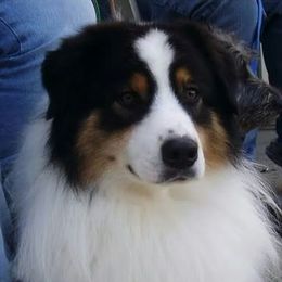 Travis - Australian Shepherd