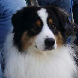 Travis - Australian Shepherd