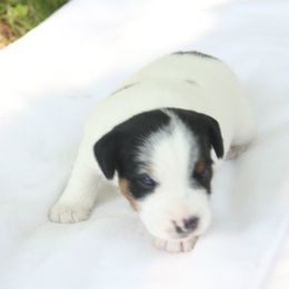 Jack Russell Terriers, Parson Russell Terriers, Poodles, and Whoodles from Blue Skies Terriers
