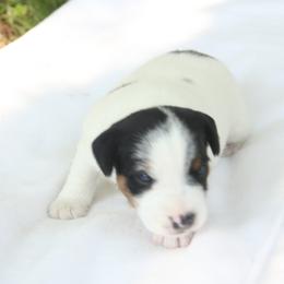 Jack Russell Terriers, Parson Russell Terriers, Poodles, and Whoodles from Blue Skies Terriers