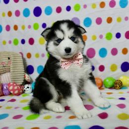 Halo - Black and white female Siberian Husky puppy in Lunenburg, Vermont from SNOW WOOLY HUSKY