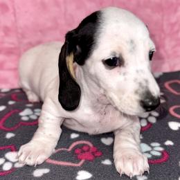 Boy 2 - Piebald male Dachshund puppy in Fredonia, Arizona from Desert Horizon Dachshunds