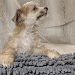 DaoDog Lancelot The Knight - Red male Chinese Crested puppy in Highland Park, Michigan from Family Kennel Dao Dog