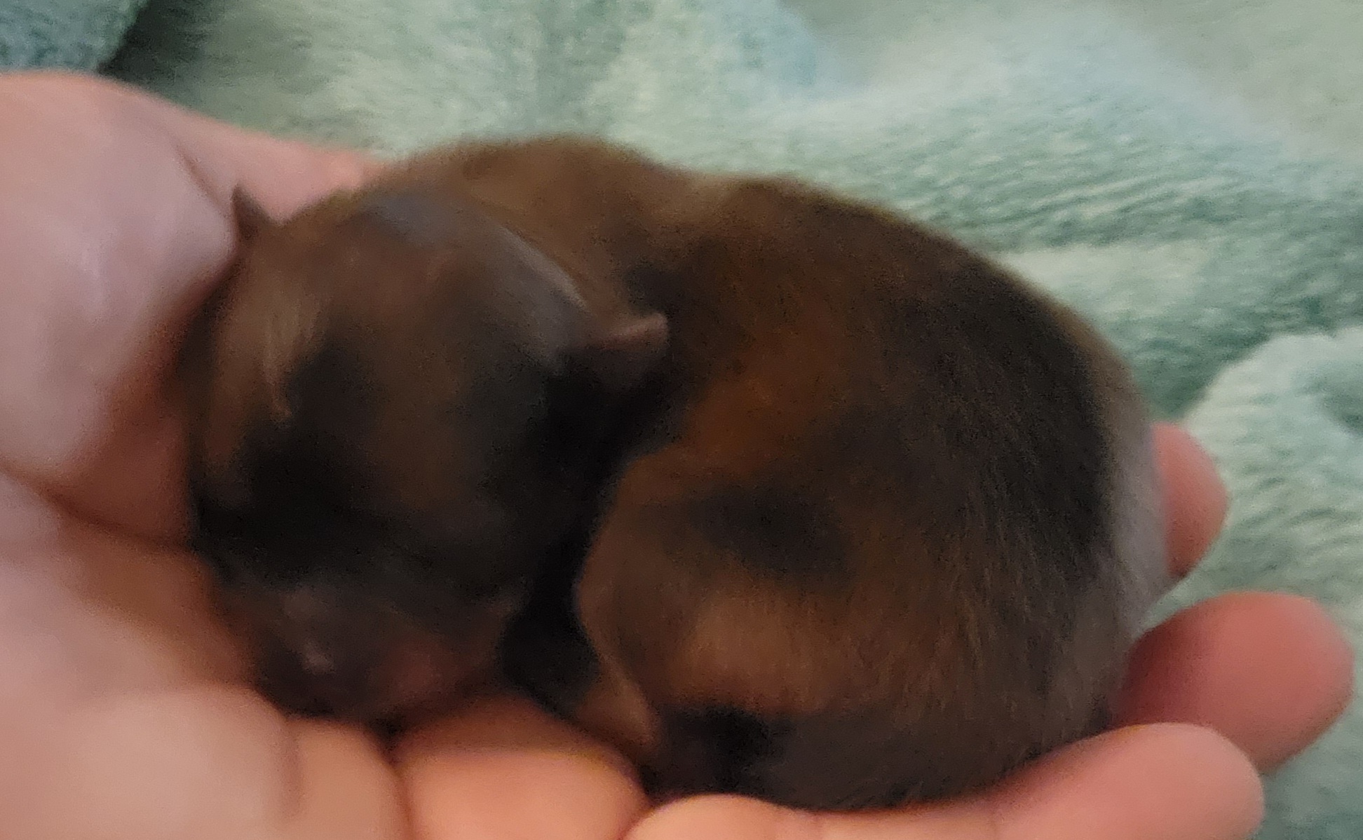 Pomeranian Puppies from TNT Pomeranians
