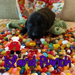 Island Punch - Black female Labrador Retriever puppy in Water Valley, Mississippi from Three Lakes Labs & WHDs