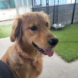 Clark must live in Washington state - Golden male Golden Retriever puppy in Lakewood, Washington from Lenhart Goldens