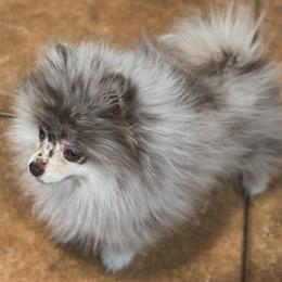 Dachshunds and Pomeranians from AZ Dachshunds & Poms