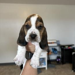 Boy 5 - Black brown and white male Basset Hound puppy in Las Animas, Colorado from J&D Dachsies