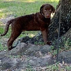 Chesapeake Bay Retriever Puppies from Whispering Oak Chesapeakes
