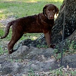 Chesapeake Bay Retriever Puppies from Whispering Oak Chesapeakes