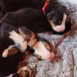 Bernese Mountain Dog Puppies from Muddy Paw Acres
