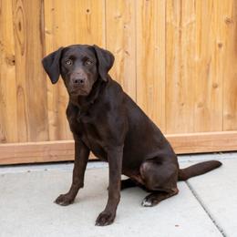 Morgan - Labrador Retriever