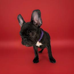 Roxy - Black and white female French Bulldog puppy in Orange, California from French Farms