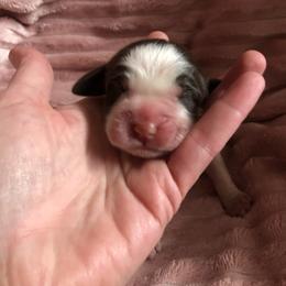 Girl 3 - Liver white and tan English Springer Spaniel puppy in Oklahoma from Country Love Springers
