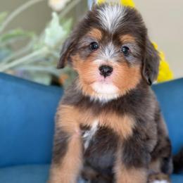 Simon - blue collar - Tri-color male Bernedoodle puppy in Yuciapa, California from AlltheDoodlez_