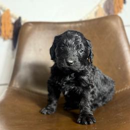 Violet - Black female Bernedoodle puppy in Bellevue, Iowa from Blended Acres & Kennels
