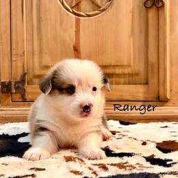 Male 1 - Red male Pembroke Welsh Corgi puppy in Johnson City, Texas from McCall Creek Corgis