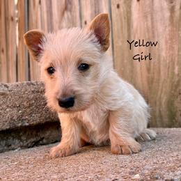 Blizzard (yellow) - Wheaten female Scottish Terrier puppy in Chattanooga, Oklahoma from Lottie Dottie Scottie’s and Papillons