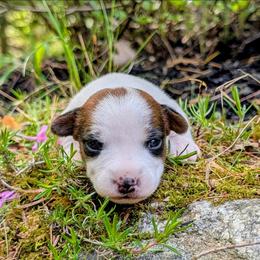 Kya - White and tan female Russell Terrier puppy in Sandown, New Hampshire from Patch Wood Irish Jacks