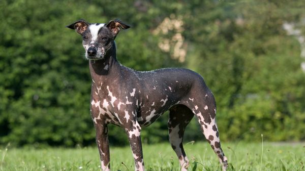 Find Peruvian Inca Orchid puppies for sale