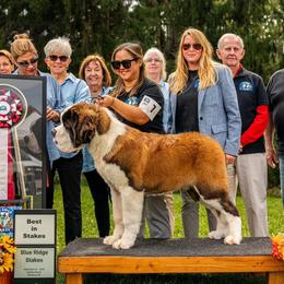 Saint Bernards from Southern Giants