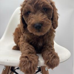 Cowboy - Red  male Goldendoodle puppy in Creston, Ohio from Mini Doodles Dandy