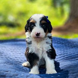 Claire - Tri-color female Bernedoodle puppy in Russell Springs, Kentucky from 270 Doodles