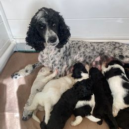 Poodles from Kellys Cali Poodle