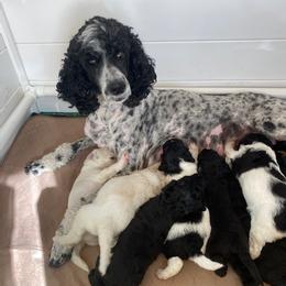 Poodles from Kellys Cali Poodle
