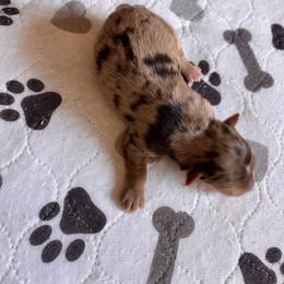 Bobber - Merle male Schnoodle puppy in Sonora, California from What’s Up Doods