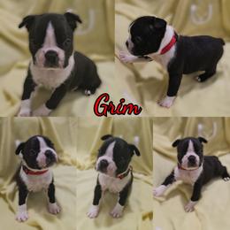Grim - Black and white male Boston Terrier puppy in Clinton Township, Michigan from Greenberg's Boston Terriers & Bullies of Metro Detroit
