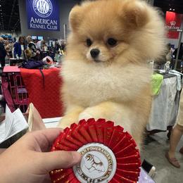 Sir - Pomeranian