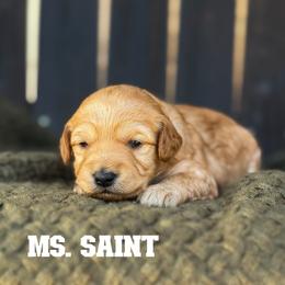 Ms. Saint - Apricot female Goldendoodle puppy in Sacramento, California from Dandy Doodles Goldendoodles