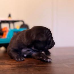 Scout - Black male Pug puppy in Smiths Station, Alabama from Magnolia Pugs