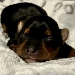Biewer Terrier, Morkie, and Yorkshire Terrier Puppies from Blue Ridge Mountain PuppiesTM️