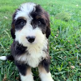 Leia with training - Tri-color female Bernedoodle puppy in Boonville, North Carolina from Doods & Dolls